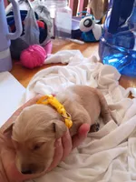 Maria , a female Golden Retriever for sale in Brooksville, KY – 3 of 3