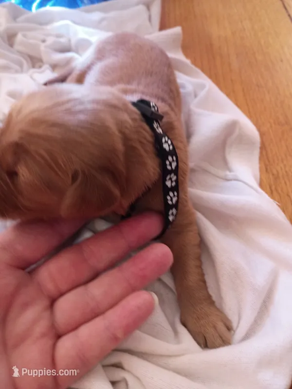Steve  – Golden Retriever puppy for sale in Brooksville, KY