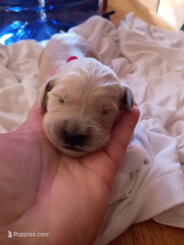 Flower  – Golden Retriever puppy for sale in Brooksville, KY