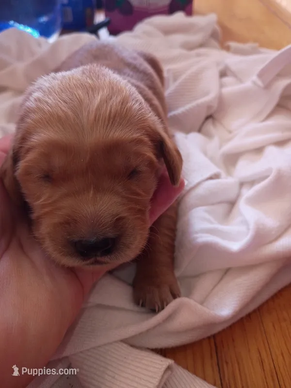 Light pink  – Golden Retriever puppy for sale in Brooksville, KY