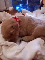 Abigail , a female Golden Retriever for sale in Brooksville, KY – 4 of 4