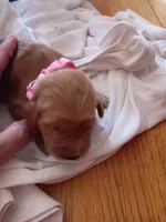 Light pink , a female Golden Retriever for sale in Brooksville, KY – 5 of 6