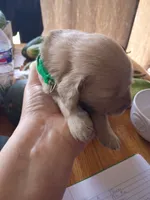 Raylon , a male Golden Retriever for sale in Brooksville, KY – 3 of 3
