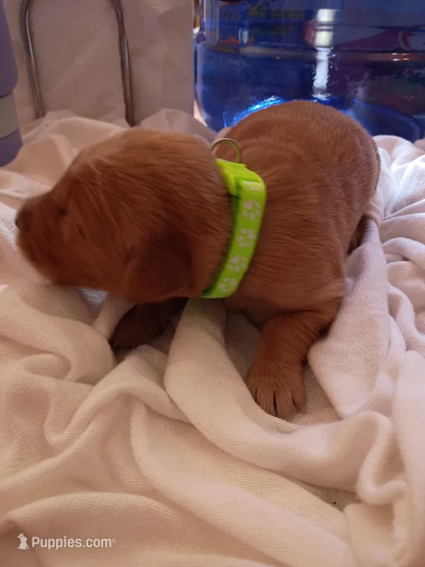 Mary – Golden Retriever puppy for sale in Brooksville, KY