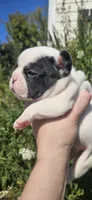FAITH, a female French Bulldog for sale in Evans, GA – 2 of 7
