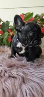 Jisoo, a female French Bulldog for sale in Evans, GA – Photo 3 of 6