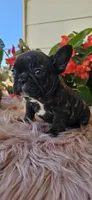 Jisoo, a female French Bulldog for sale in Evans, GA – Photo 4 of 6