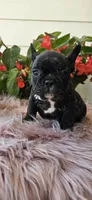 Jisoo, a female French Bulldog for sale in Evans, GA – Photo 2 of 6