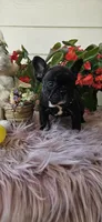 Jisoo, a female French Bulldog for sale in Evans, GA – Photo 5 of 6