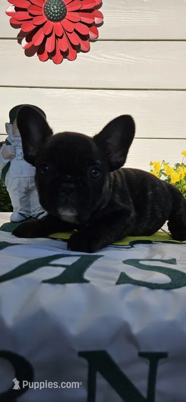 Jisoo – French Bulldog puppy for sale in Evans, GA