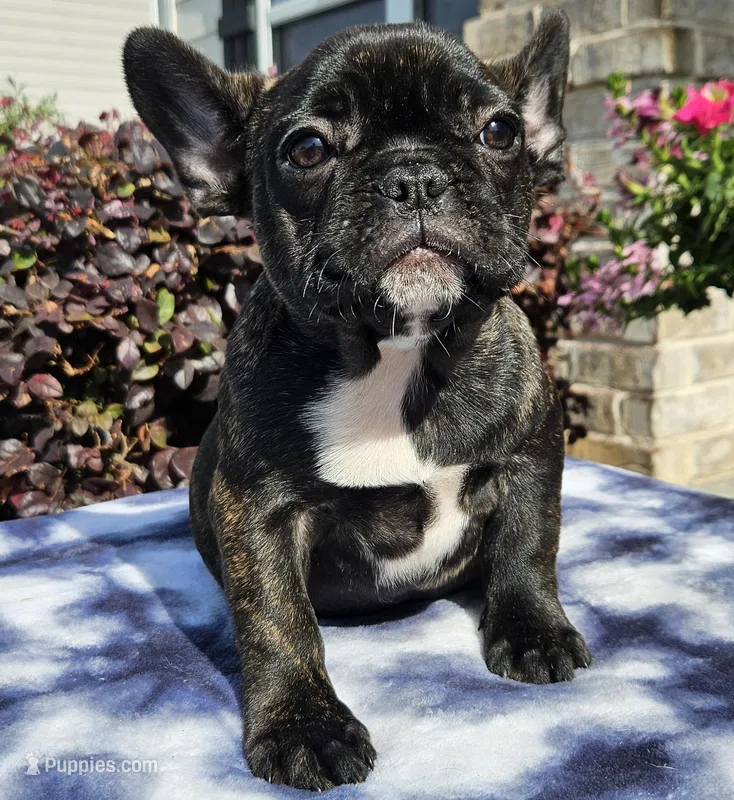 Jisoo – French Bulldog puppy for sale in Evans, GA