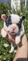 FAITH, a female French Bulldog for sale in Evans, GA – 6 of 7