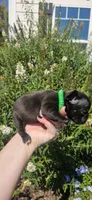 GREEN COLLAR, a female French Bulldog for sale in Evans, GA – 4 of 6
