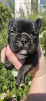 Jeremiah , a male French Bulldog for sale in Evans, GA – 4 of 6