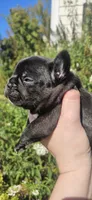 Jeremiah , a male French Bulldog for sale in Evans, GA – 3 of 6