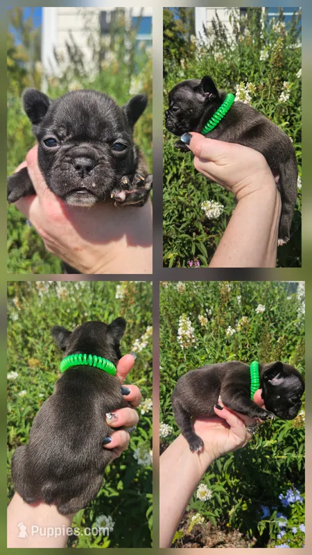 GREEN COLLAR – French Bulldog puppy for sale in Evans, GA