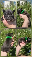 GREEN COLLAR, a female French Bulldog for sale in Evans, GA – 1 of 6