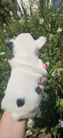 FAITH, a female French Bulldog for sale in Evans, GA – 4 of 7