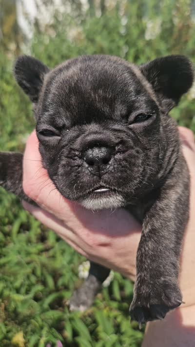 Orange Collar Female, a female French Bulldog for sale in Evans, GA – 5 of 6