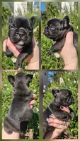 Jeremiah , a male French Bulldog for sale in Evans, GA – 1 of 6