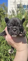 GREEN COLLAR, a female French Bulldog for sale in Evans, GA – 2 of 6