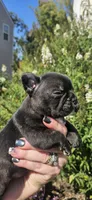 Jeremiah , a male French Bulldog for sale in Evans, GA – 2 of 6