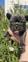 Orange Collar Female, a female French Bulldog for sale in Evans, GA – 2 of 6