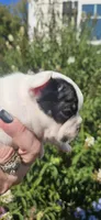 FAITH, a female French Bulldog for sale in Evans, GA – 5 of 7