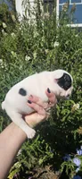 FAITH, a female French Bulldog for sale in Evans, GA – 3 of 7