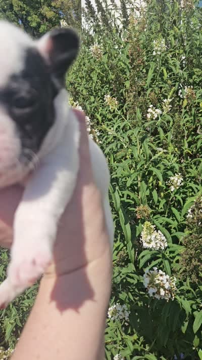 FAITH, a female French Bulldog for sale in Evans, GA – 7 of 7