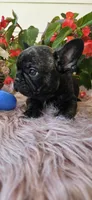 Jennie, a female French Bulldog for sale in Evans, GA – Photo 4 of 8