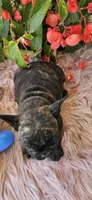Jennie, a female French Bulldog for sale in Evans, GA – Photo 2 of 8
