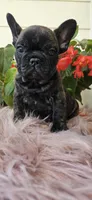 Jennie, a female French Bulldog for sale in Evans, GA – Photo 8 of 8