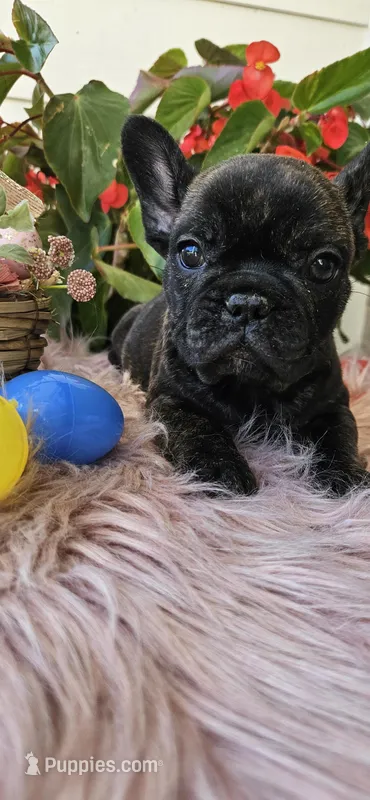Jennie – French Bulldog puppy for sale in Evans, GA