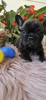 Jennie, a female French Bulldog for sale in Evans, GA – Photo 1 of 8