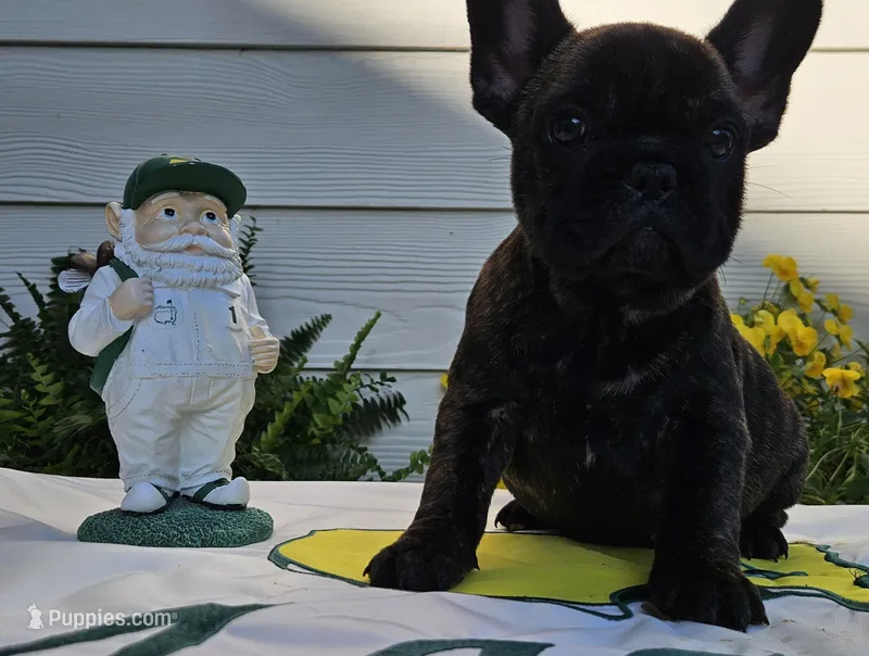 Jennie – French Bulldog puppy for sale in Evans, GA