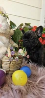 Jennie, a female French Bulldog for sale in Evans, GA – Photo 7 of 8