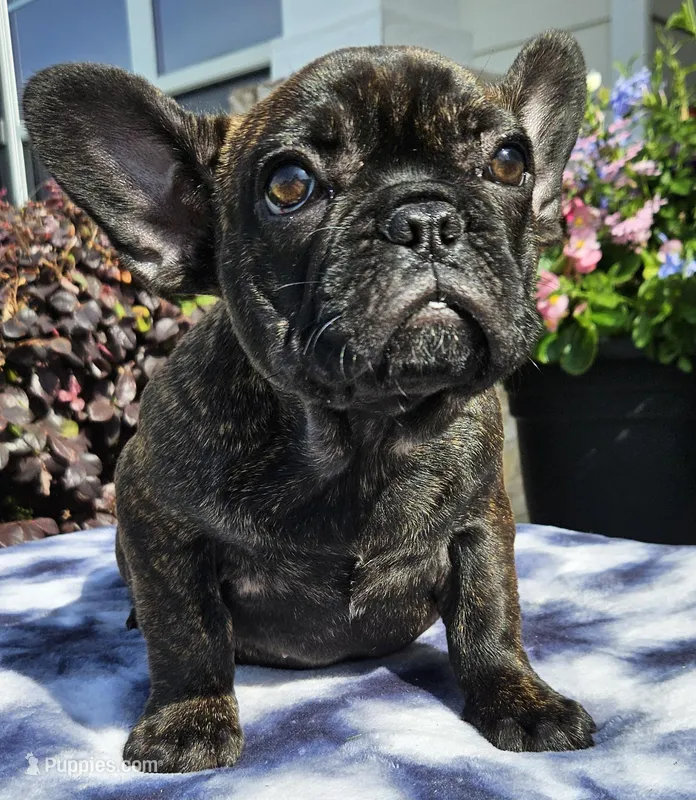 Jennie – French Bulldog puppy for sale in Evans, GA