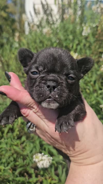 GREEN COLLAR, a female French Bulldog for sale in Evans, GA – 6 of 6