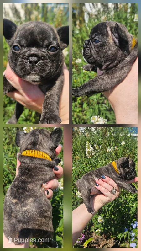 Orange Collar Female – French Bulldog puppy for sale in Evans, GA