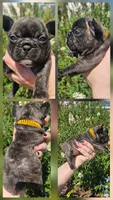 Orange Collar Female, a female French Bulldog for sale in Evans, GA – 1 of 6