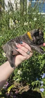 Orange Collar Female, a female French Bulldog for sale in Evans, GA – 3 of 6