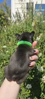 GREEN COLLAR, a female French Bulldog for sale in Evans, GA – 5 of 6