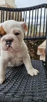EARL, a male English Bulldog for sale in Evans, GA – Photo 7 of 7