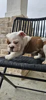 EARL, a male English Bulldog for sale in Evans, GA – Photo 5 of 7