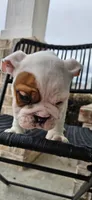 EARL, a male English Bulldog for sale in Evans, GA – Photo 2 of 7
