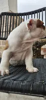EARL, a male English Bulldog for sale in Evans, GA – Photo 6 of 7