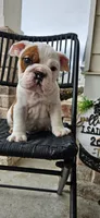 EARL, a male English Bulldog for sale in Evans, GA – Photo 1 of 7