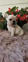 Lisa, a female French Bulldog for sale in Evans, GA – Photo 1 of 7