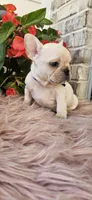 Lisa, a female French Bulldog for sale in Evans, GA – Photo 4 of 7
